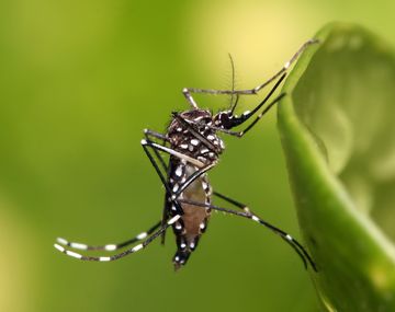 Mosquitos para terminar con el dengue