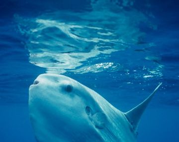 Hallazgo: capturan un pez luna de 2 toneladas en Uruguay