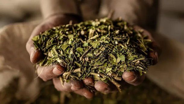 El Gobierno liberó el precio de la yerba mate y desregula la actividad
