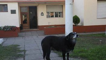 Gentileza diario El Día. Gentileza diario El Día.