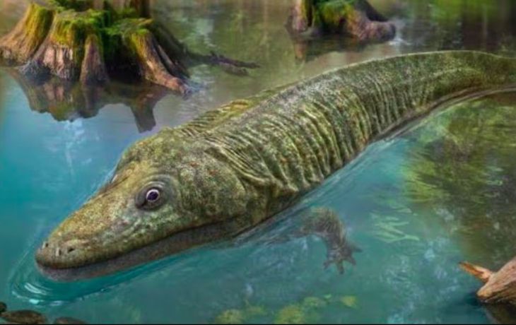 Empezaron a reconstruir el esqueleto fosilizado de un mastodonsaurus que data de hace 240 millones de años