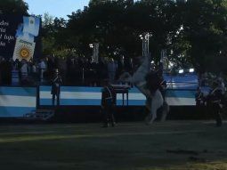 video: el accidente de un granadero a caballo ante la mirada de milei video: el accidente de un granadero a caballo ante la mirada de milei