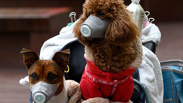 Los animales y el coronavirus: el trasfondo sobre el perro muerto en Hong Kong