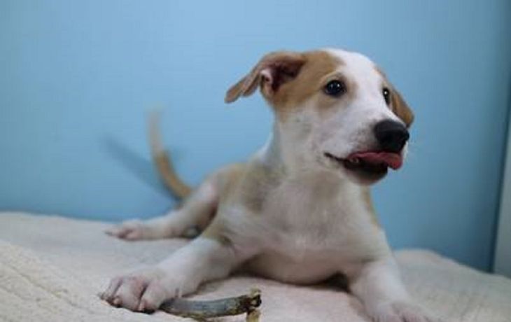 Anthony, el primer perro clonado del país (Foto gentileza Clarín)