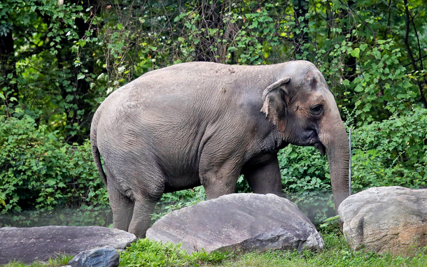 Nueva York: la Justicia le niega el derecho de una elefanta de ser liberada