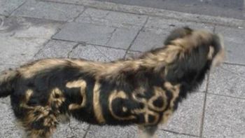 indignante: pintaron a un perro callejero con aerosol indignante: pintaron a un perro callejero con aerosol