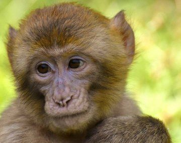 China detectó su primera muerte por Herpes B, que pasa de animales a humanos