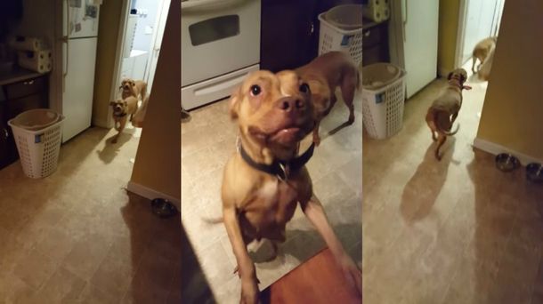 Dos perros hacen lo imposible por desentenderse de la macana que hicieron