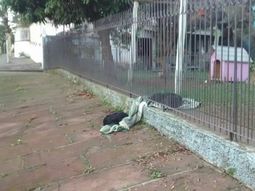 La cachorra no dejó desamparado a su amigo La cachorra no dejó desamparado a su amigo