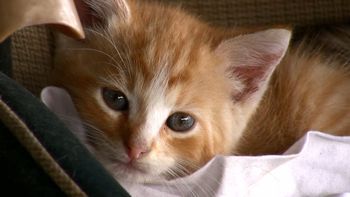 lanzan el primer festival de videos de gatos en internet lanzan el primer festival de videos de gatos en internet