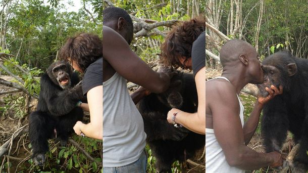 El chimpancé más solitario del mundo por fin hizo nuevos amigos
