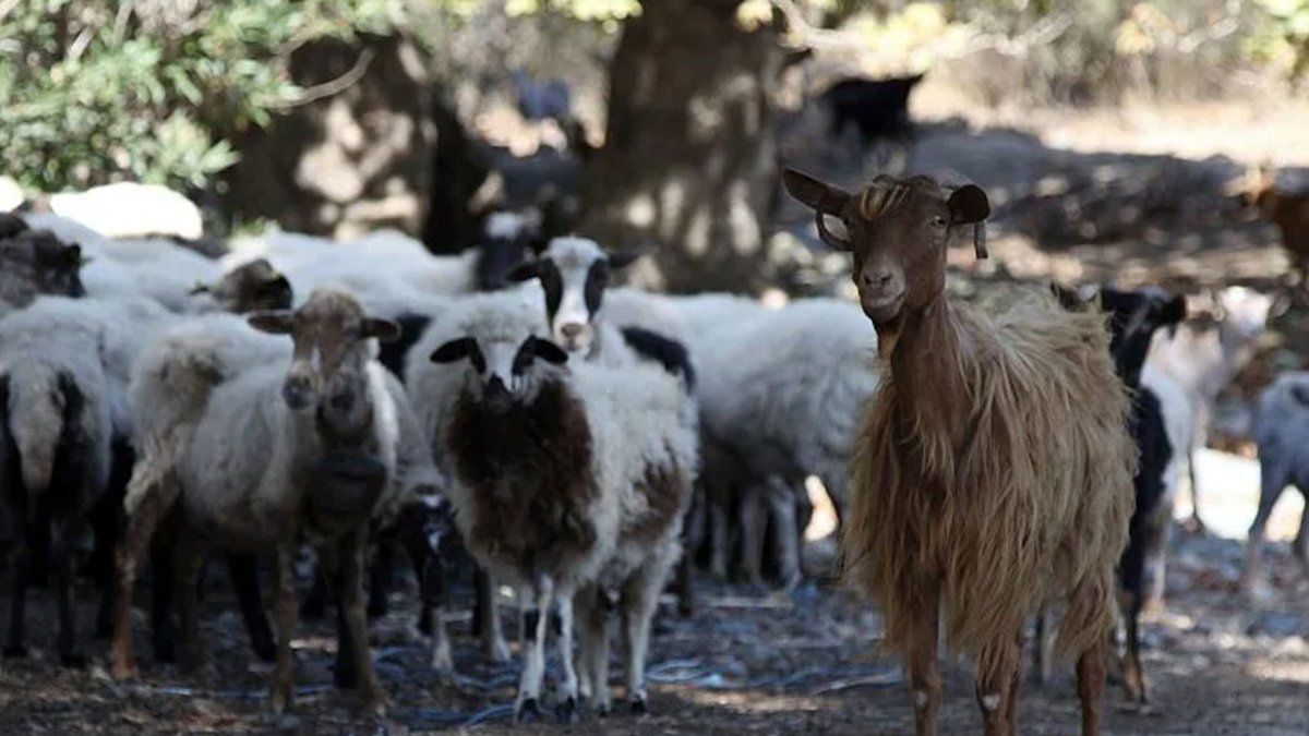 Grecia sacrificó más de 10 mil ovejas y cabras por una plaga