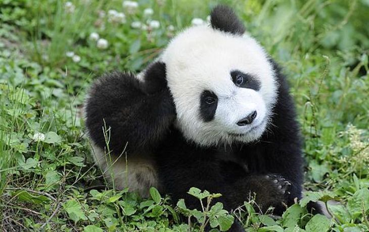 ¡Una buena noticia! El panda gigante ya no está en peligro de extinción