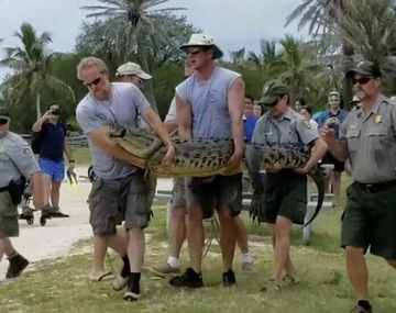 Trasladan al cocodrilo más solitario del mundo al sur de Florida