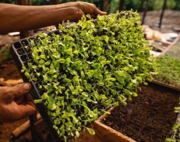 Misiones: el epicentro de la agricultura sustentable en la Argentina