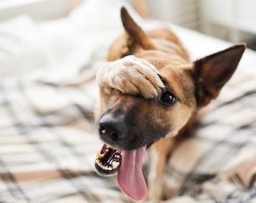 Este truco casero explica cómo eliminar las garrapatas de las mascotas en simples pasos.