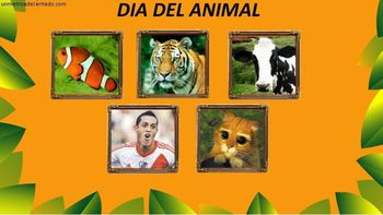 en el dia del animal, los hinchas se rien de funes mori en el dia del animal, los hinchas se rien de funes mori