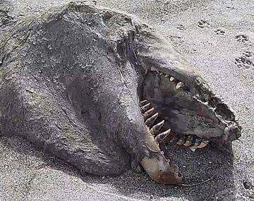 Un monstruo aterroriza Nueva Zelanda