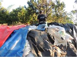 acusan a cerealeras de blanquear granos con empresas fantasmas acusan a cerealeras de blanquear granos con empresas fantasmas