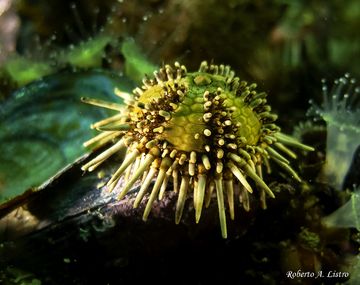 Buscan pacientes con secuelas de Covid-19 para un prometedor tratamiento con erizos de mar