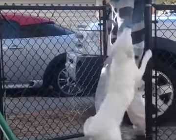 VIDEO: La reacción de una perra ciega y sorda cuando huele a su dueño