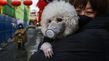Un perro dio positivo de coronavirus en Hong Kong Un perro dio positivo de coronavirus en Hong Kong