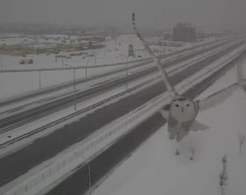 Furor por pareja de búhos blancos en Montreal