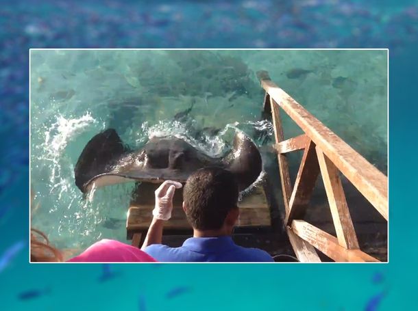 Una mantarraya quiere hacer amigos y pide comida a los pescadores