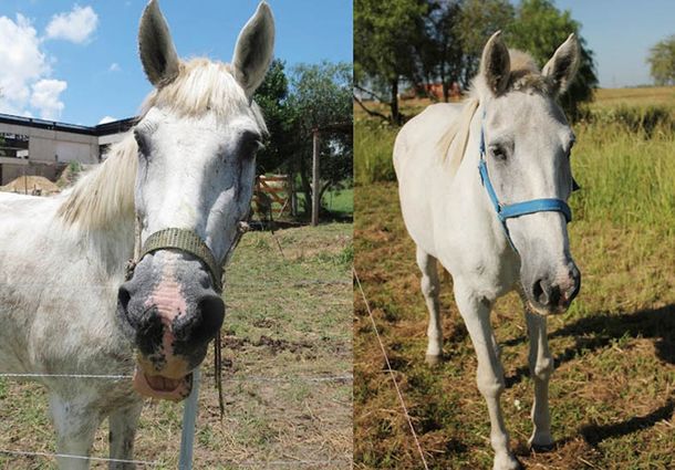 #FelizDiaDelAnimal: Mirá cómo se recuperan los caballos rescatados de los carritos