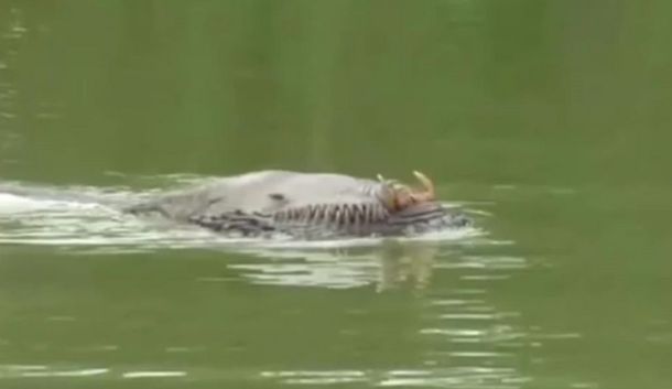 Extraña criatura en un río de Brunéi