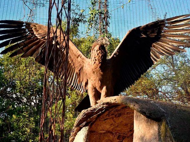Córdoba: murió envenenado el primer cóndor nacido en cautiverio