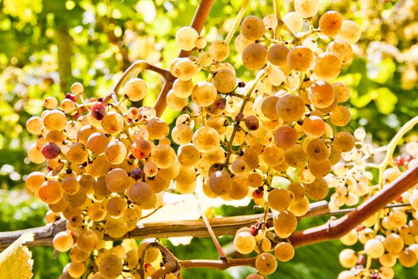 ¿La nueva delicia mendocina de exportación?