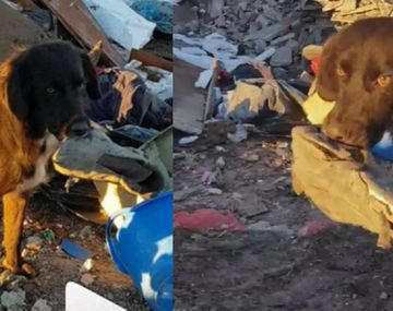 Un perrito espera ser rescatado de un basural y todo lo que pide es jugar con una zapatilla