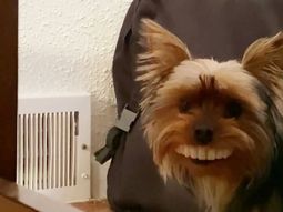 Un perro le robó los dientes postizos a su dueño: así quedó