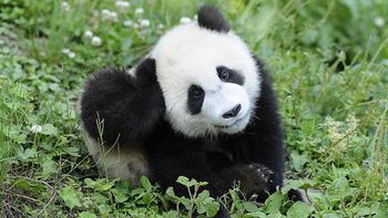 ¡una buena noticia! el panda gigante ya no esta en peligro de extincion ¡una buena noticia! el panda gigante ya no esta en peligro de extincion