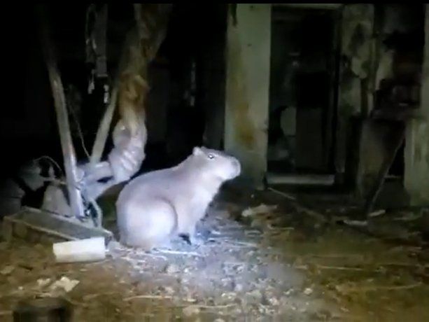 Rescataron a un carpincho maltratado en una casa de Villa Soldati