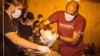 cresta roja, por dentro: asi rescataron de los galpones a decenas de gallinas cresta roja, por dentro: asi rescataron de los galpones a decenas de gallinas