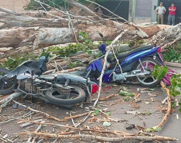 Mendoza: un motociclista murió aplastado por un árbol que fue derribado por el viento Zonda