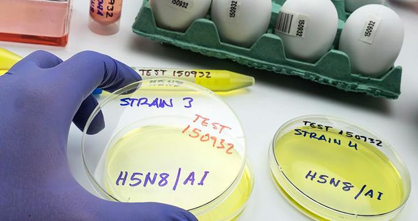 La gripe aviar en Uruguay está mayormente controlada