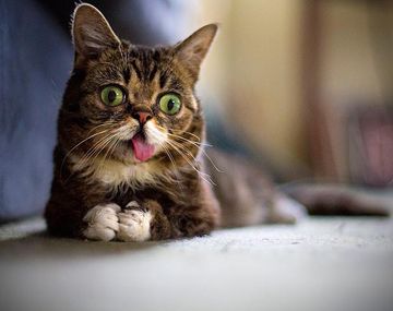 ¿Cuáles son las diez mascotas más famosas de Internet?