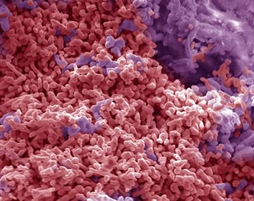 Encuentran organismos en España que también podrían estar en Marte