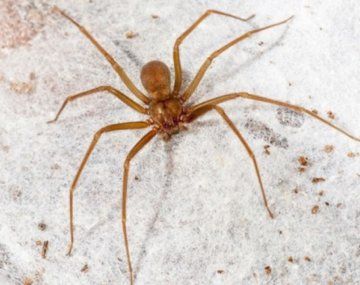 Este truco casero explica como eliminar las arañas.