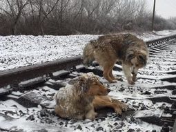 Ocurrió cerca de la estación ferroviaria de Úzhgorod Ocurrió cerca de la estación ferroviaria de Úzhgorod