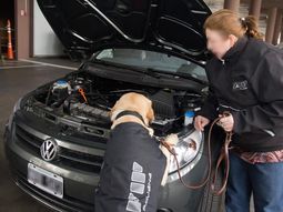 Una perra de la AFIP descubrió US$ 86.000 ocultos en un auto que viajaba hacia Uruguay