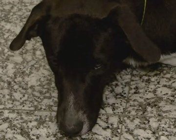 Abandonaron a un perro en Aeroparque y lo adoptó una empleada de Aerolíneas