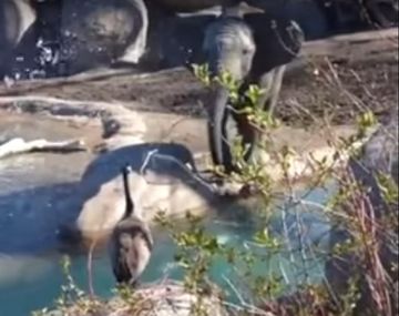 Un ganso se enfrentó con un elefante