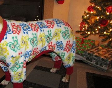 Lanzan una moda de ponerle pijamas a perros pitbulls