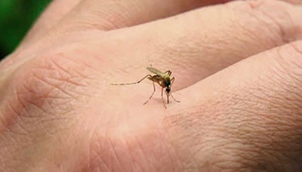 mosquito-dengue-telamjpg