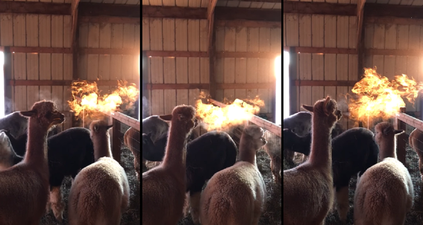 Un granjero filmó a una llama que aparenta expulsar fuego por su boca