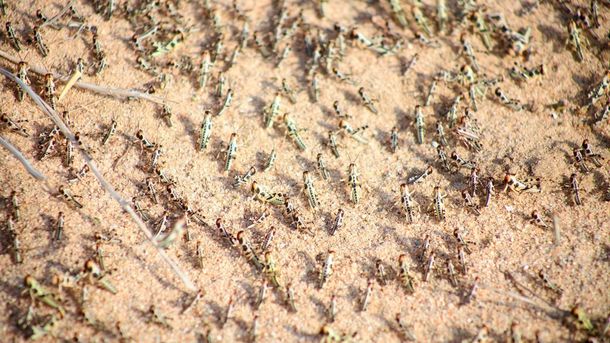 Langostas del desierto